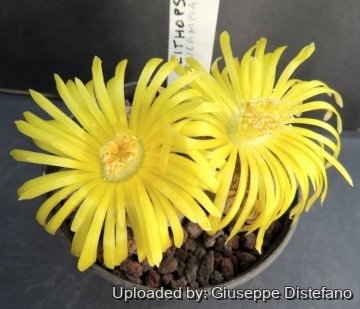 25630 giuseppe2 Giuseppe Distefano
