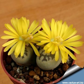 10697 cactus-art Cactus Art