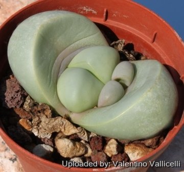 5678 valentino Valentino Vallicelli