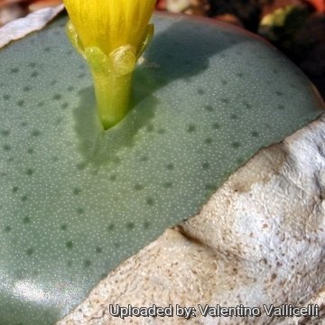 5811 valentino Valentino Vallicelli