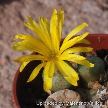 16987 valentino Valentino Vallicelli