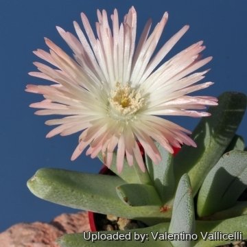 5886 valentino Valentino Vallicelli