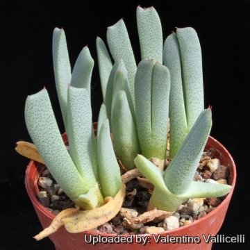 5887 valentino Valentino Vallicelli