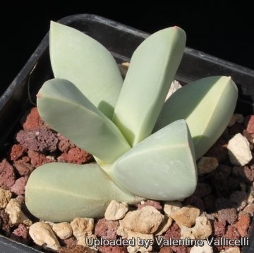 9179 valentino Valentino Vallicelli