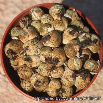 17976 valentino Valentino Vallicelli