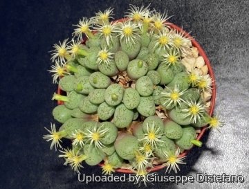 22110 giuseppe2 Giuseppe Distefano