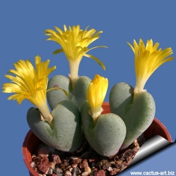 10633 cactus-art Cactus Art