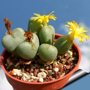 10635 cactus-art Cactus Art