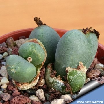 10636 cactus-art Cactus Art