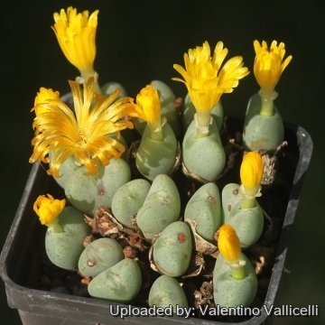 18216 valentino Valentino Vallicelli