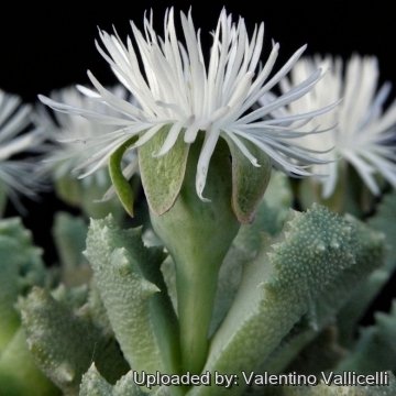 10943 valentino Valentino Vallicelli