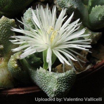 10967 valentino Valentino Vallicelli