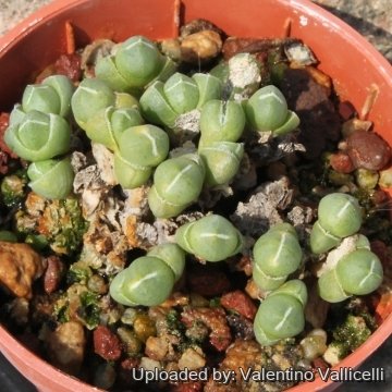 15702 valentino Valentino Vallicelli