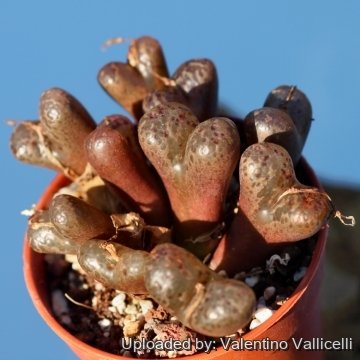 25526 valentino Valentino Vallicelli