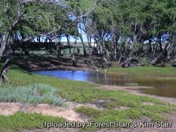 21018 star Forest Starr & Kim Starr