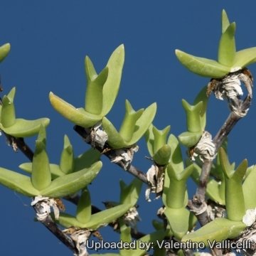 18895 valentino Valentino Vallicelli