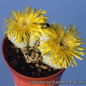 17061 valentino Valentino Vallicelli