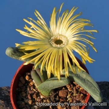 12387 valentino Valentino Vallicelli