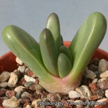 3266 valentino Valentino Vallicelli