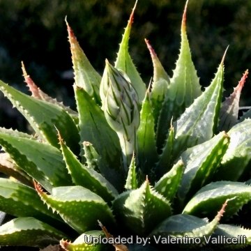 5187 valentino Valentino Vallicelli