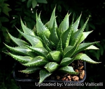 5188 valentino Valentino Vallicelli