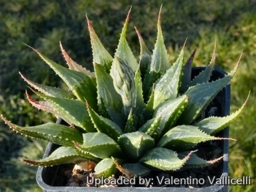 5189 valentino Valentino Vallicelli