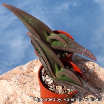 5454 valentino Valentino Vallicelli