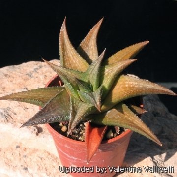 15602 valentino Valentino Vallicelli