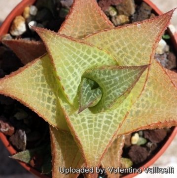 17631 valentino Valentino Vallicelli