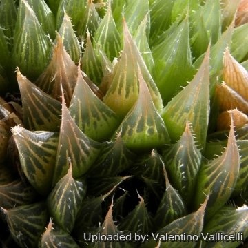 6169 valentino Valentino Vallicelli