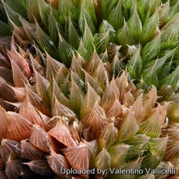 6170 valentino Valentino Vallicelli