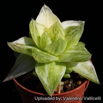 8158 valentino Valentino Vallicelli