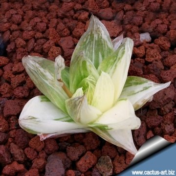 8161 cactus-art Cactus Art