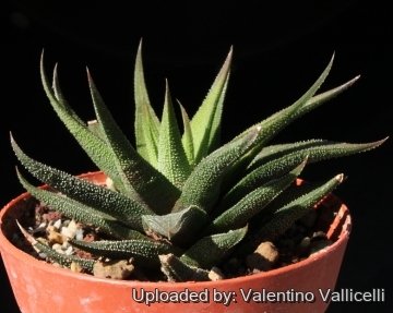 15516 valentino Valentino Vallicelli