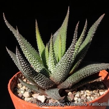 15517 valentino Valentino Vallicelli