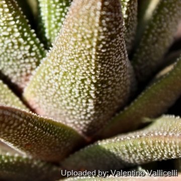 15528 valentino Valentino Vallicelli