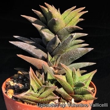 15641 valentino Valentino Vallicelli