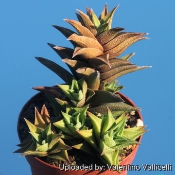 16681 valentino Valentino Vallicelli