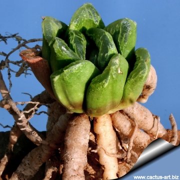 12928 cactus-art Cactus Art