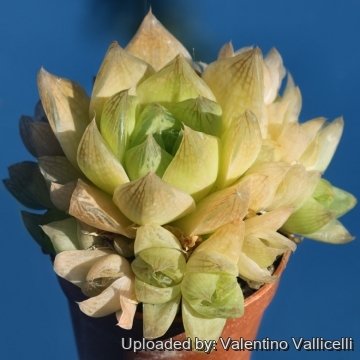 16683 valentino Valentino Vallicelli