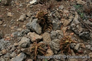 28425 plantemania © Plantemania