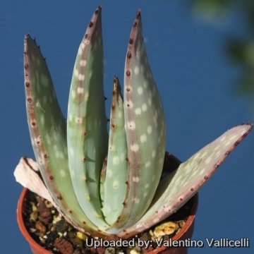 24588 valentino Valentino Vallicelli