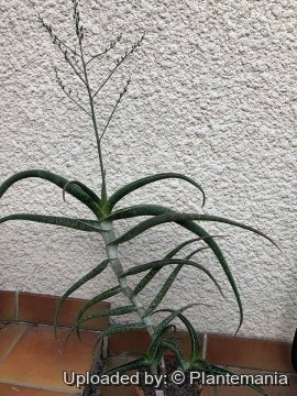 30839 plantemania © Plantemania