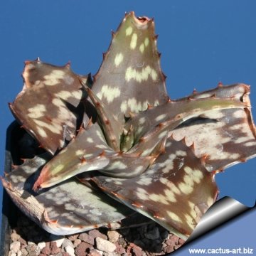 3073 cactus-art Cactus Art