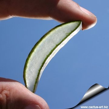 3075 cactus-art Cactus Art