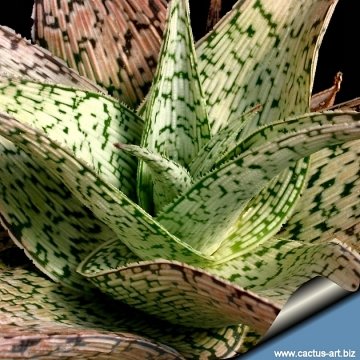 3098 cactus-art Cactus Art