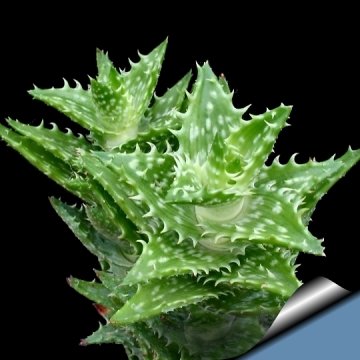 3145 cactus-art Cactus Art