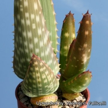 3136 valentino Valentino Vallicelli