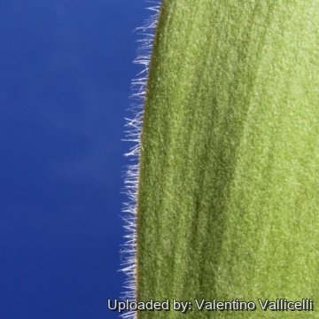 10593 valentino Valentino Vallicelli