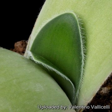 10865 valentino Valentino Vallicelli